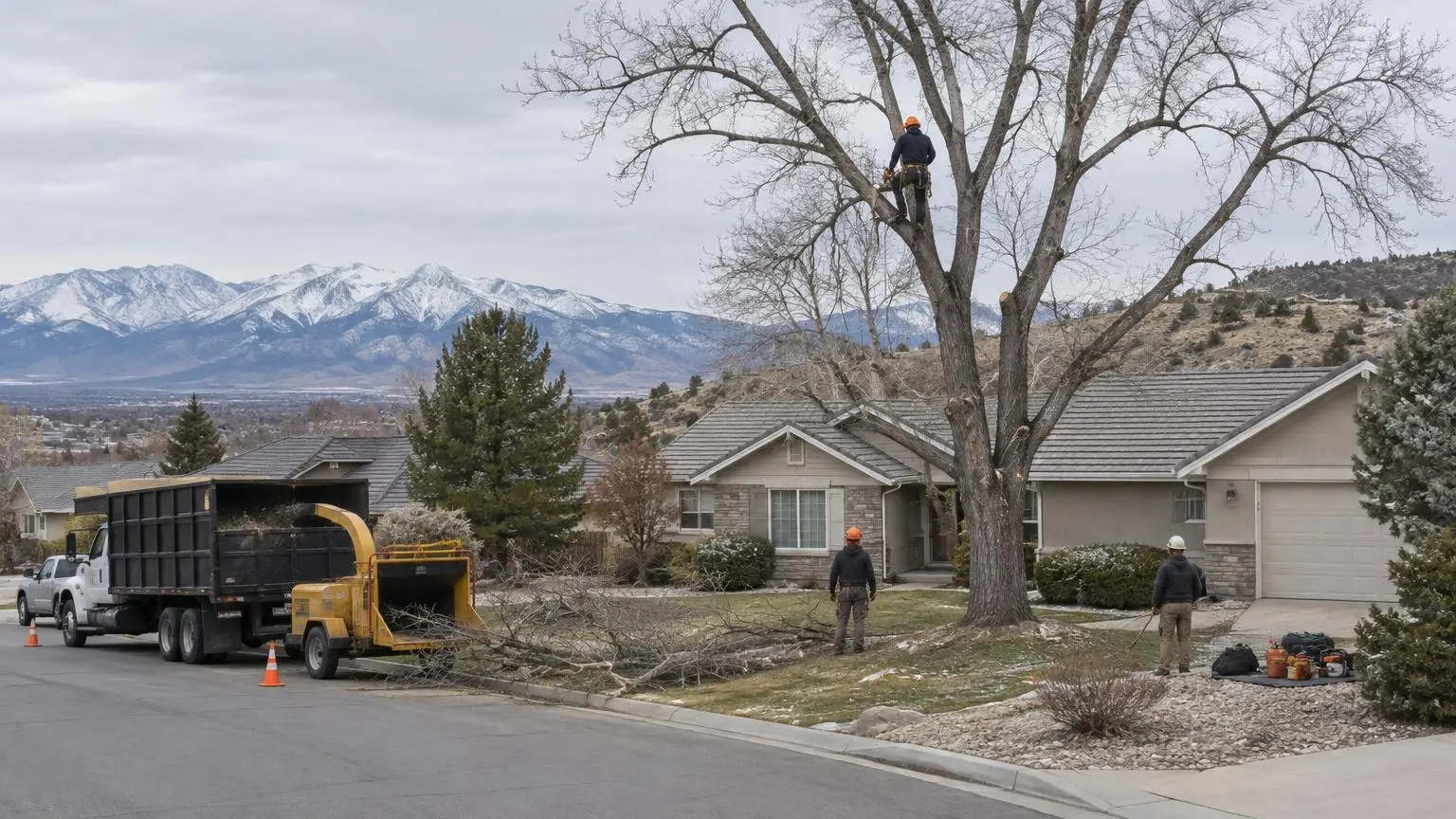 Tree Service in Reno, NV